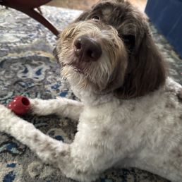 Dog