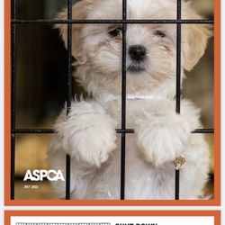 Friendly Pets - Works Cited