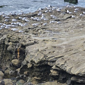 Ellen Browning Scripps Park - Parks Near Me - La Jolla, California Ellen Browning Scripps Park - Parks Near Me - La Jolla, California