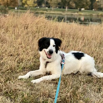 Star Dog Training & Behavior Specialists - Bindie at Wash Park - Pet Training Near Me - Denver, Colorado
