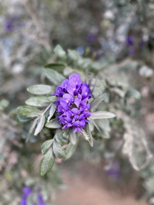 Gertrude's by Tarbell's by null