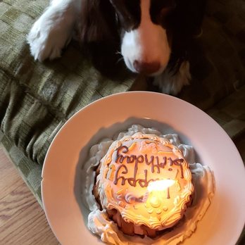 Barkfield Road - Cake came with a candle - Pet Stores Near Me - East Northport, New York Barkfield Road - Cake came with a candle - Pet Stores Near Me - East Northport, New York