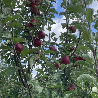 Stuarts Farm by null