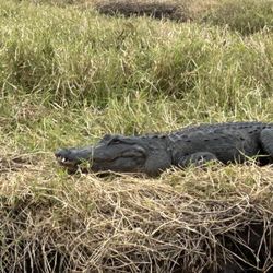 Central Florida Airboat Tours