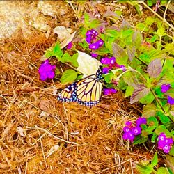 Hamilton Montessori School - Magic happens... Caterpillars turn into butterflies right before our eyes! Each time we see a magnificent butterfly we feel pure joy!