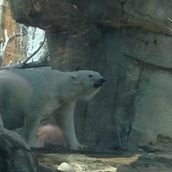 Memphis Zoo - The Memphis zoo - Zoos Near Me - Memphis, Tennessee Memphis Zoo - The Memphis zoo - Zoos Near Me - Memphis, Tennessee
