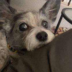Bandana Rx - My adorable dog, Lucy