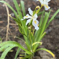 Plantas Nativa