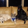 Photo of Canine Campovers LLC