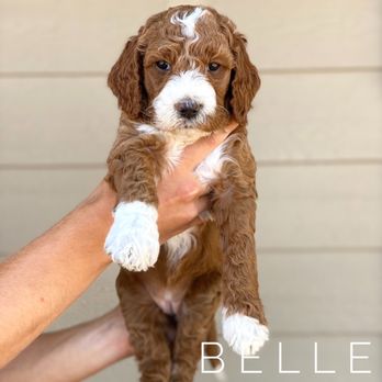 Barking Blessings - Pet Breeders Near Me Barking Blessings - Pet Breeders Near Me
