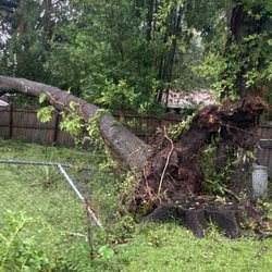 Competitive Tree Service - During hurricane Milton Large Laurel Oak fell.