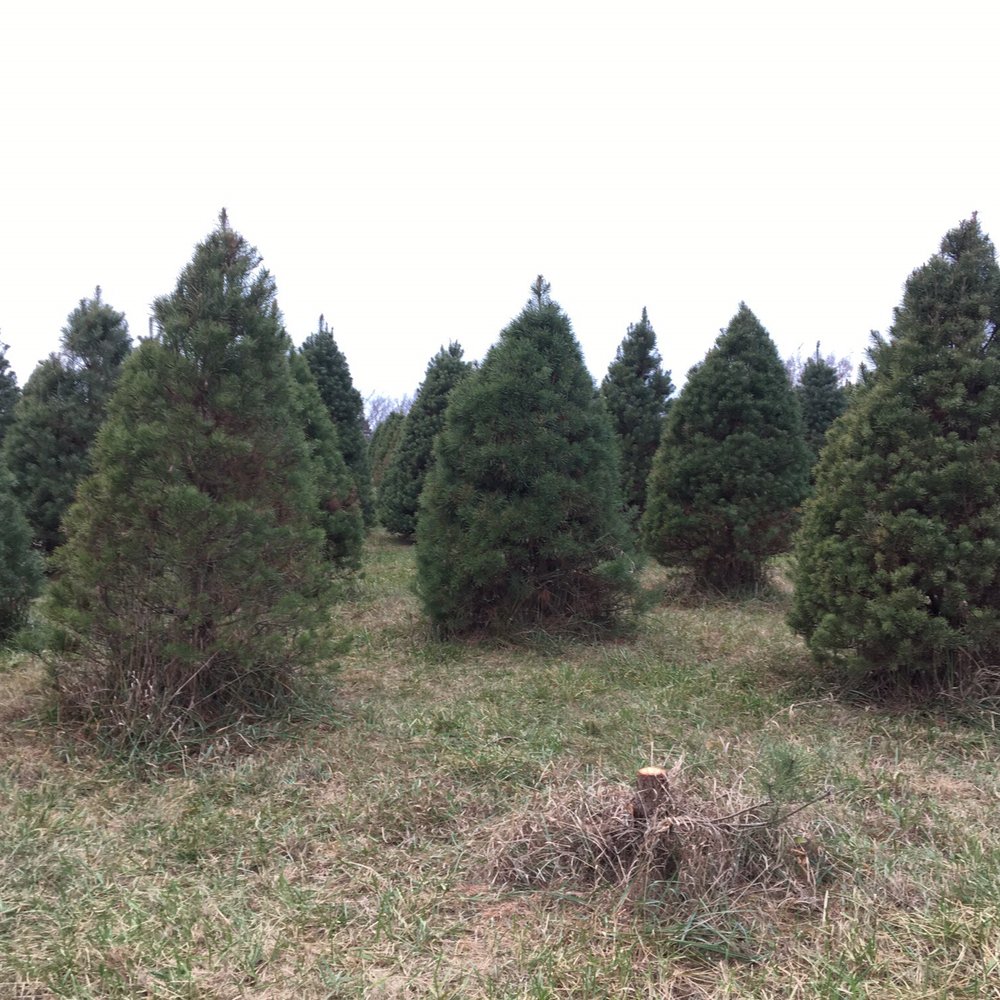 Strawberry Hill Christmas Tree Farm - Christmas Trees Near Me Strawberry Hill Christmas Tree Farm - Christmas Trees Near Me