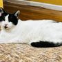 Photo of St Francis Animal Hospital of Staten Island