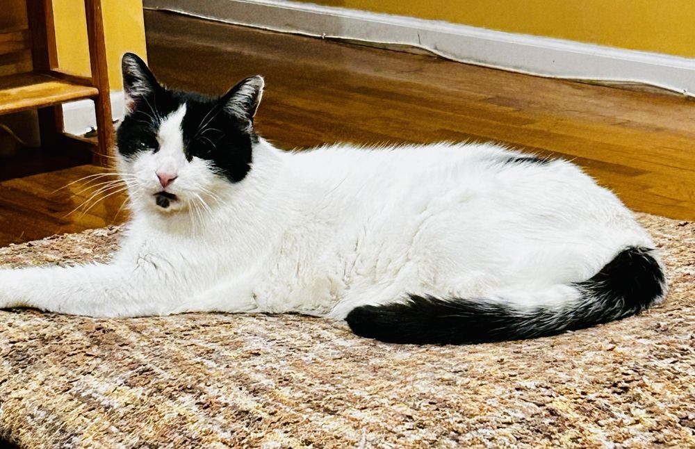 ST FRANCIS ANIMAL HOSPITAL OF STATEN ISLAND Updated September 2024 32 Photos & 27 Reviews