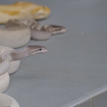 For Goodness Snakes - Performing Arts Near Me For Goodness Snakes - Performing Arts Near Me