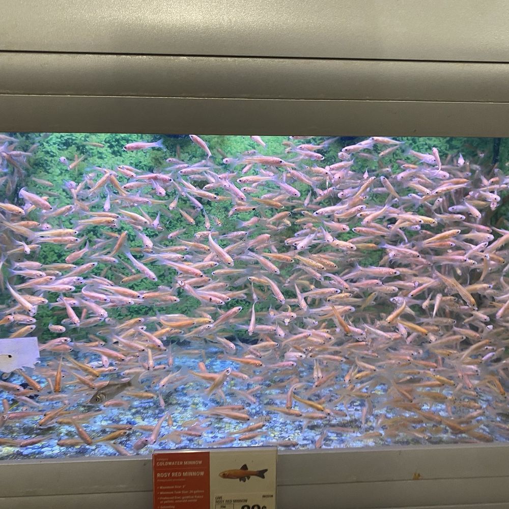 PetSmart - Would not sell me these cheap fish because they said my tank wasn't large enough. I have a 20 gallon tank - Pet Stores Near Me - Selinsgrove, Pennsylvania