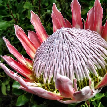 Ali'i Kula Lavender - Beautiful Protea - Tours Near Me - Kula, Hawaii Ali'i Kula Lavender - Beautiful Protea - Tours Near Me - Kula, Hawaii