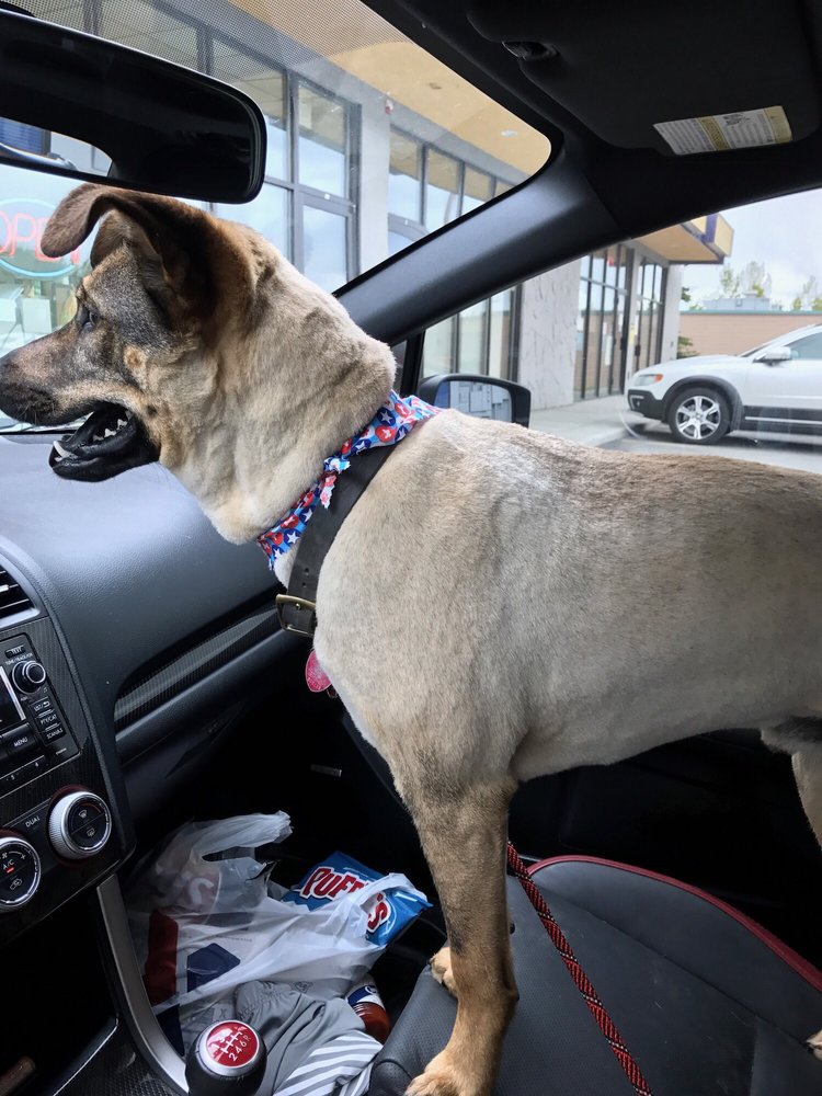 ADORABLE PETSDOG & CAT GROOMING Updated September 2024 10 Reviews