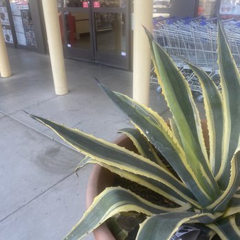 Harbor Freight Tools - Cactus with sharp needles - Hardware Stores Near Me - Lake Forest, California