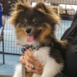 Stuey at Puppydog Kindergarten, Dogtown