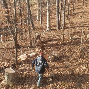 Ace's Tree Service - Trees clean up - Tree Services Near Me