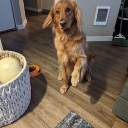 What a great experience from start to finish ! Here is Cooper showing off his paws after an awesome grooming experience! What a great experience from start to finish ! Here is Cooper showing off his paws after an awesome grooming experience!