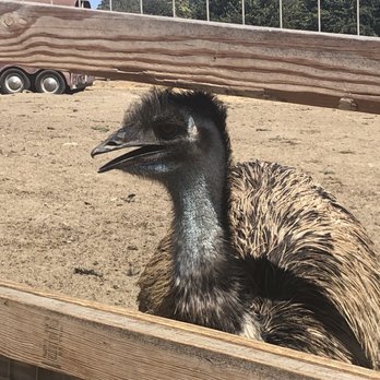 Ostrichland USA - Attraction Farms Near Me - Solvang, California