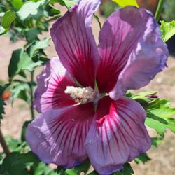 Gringo Gardens