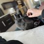 Photo of Happy Tails Travel