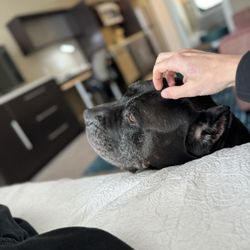Happy Tails Travel - Pet Dog