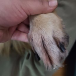 another pic of my dogs other back paw after seeing doc wolf for an exam, an doc said she didn't see anything wrong when cutting her nails.