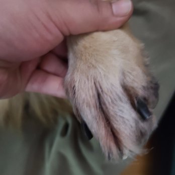 Parker Way Veterinary Clinic - another pic of my dogs other back paw after seeing doc wolf for an exam, an doc said she didn't see anything wrong when cutting her nails. - Veterinarians Near Me - Mount Vernon, Washington