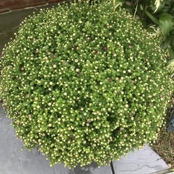 Helen's Greenhouse - Beautiful huge mums $21.99