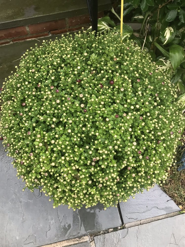 HELEN’S GREENHOUSE 25 Photos & 12 Reviews 987 Union Ave, Aquebogue