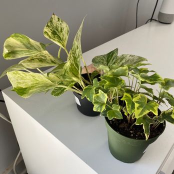 B Willow - Nurseries & Gardening Near Me - Baltimore, Maryland