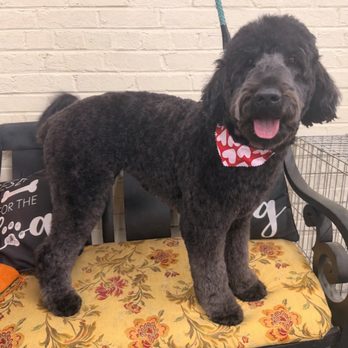 Kat’s Dog Grooming - Pet Groomers Near Me - Salisbury, Maryland Kat’s Dog Grooming - Pet Groomers Near Me - Salisbury, Maryland