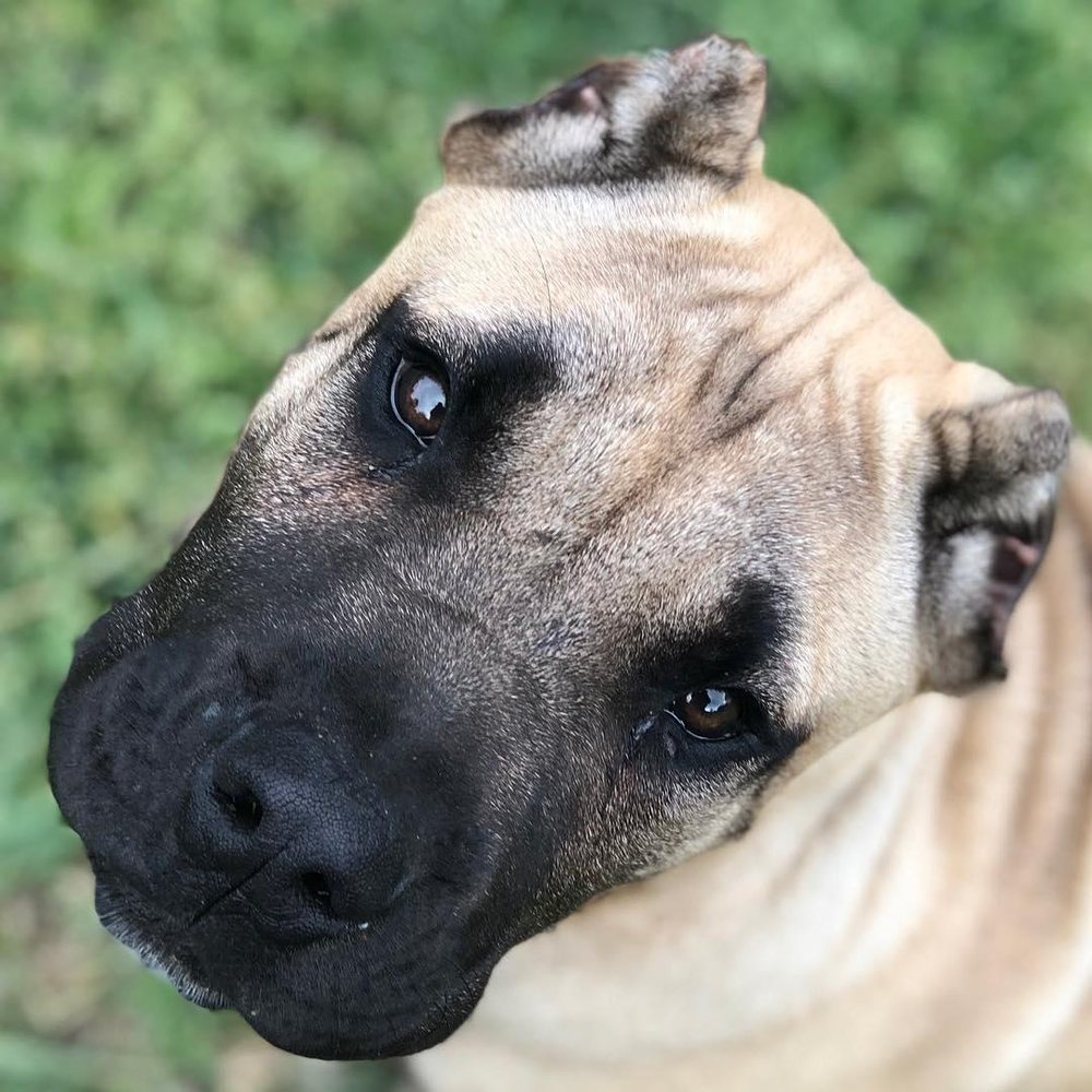 Carolina Bully Plug Image