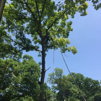 Cruz tree services - Tree Services Near Me - Wauconda, Illinois Cruz tree services - Tree Services Near Me - Wauconda, Illinois