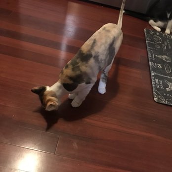 Bark N Bubbles - After! - Pet Services Near Me - Essex, Maryland