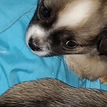 Mixed Blessings - Smuppy puppy looking for home. - Pet Adoption Near Me - Duncan, British Columbia