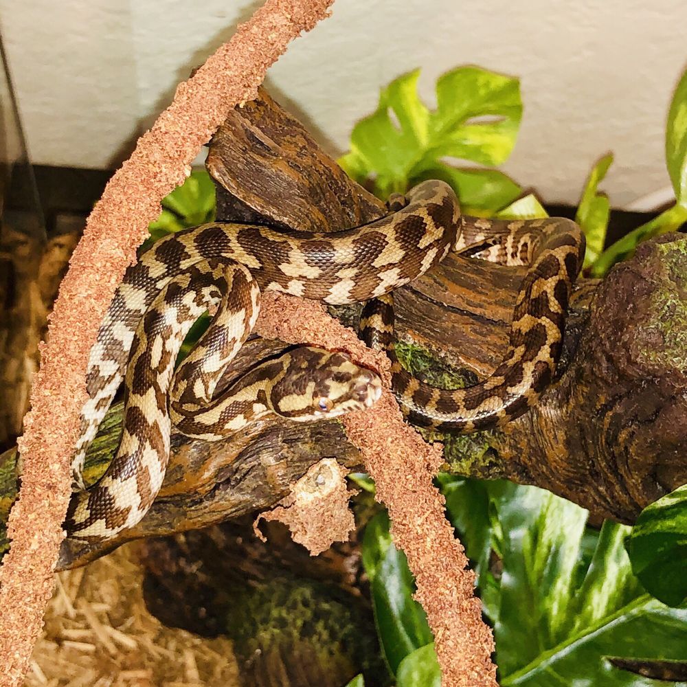 Ever Evolving Exotics - Picked up this beautiful girl last Wednesday and she's amazing. She's a irian jaya x coastal carpet python. - Pet Stores Near Me - Tucson, Arizona