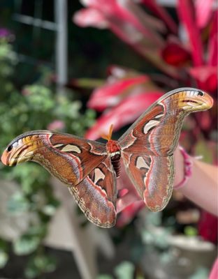 Wings of Mackinac by null