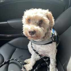 Wilco Farm Store - Bremerton - My dog before the grooming visit
