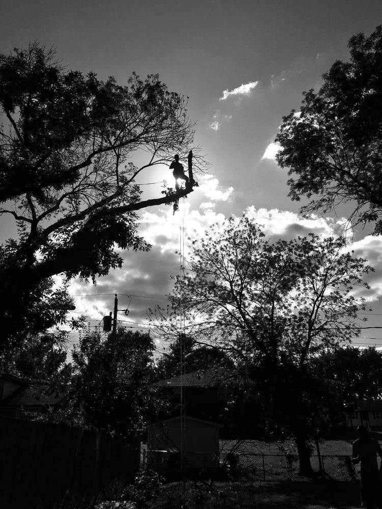 A Notch Above - tree service in Summerville, SC