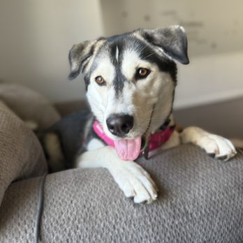 OC Paw House - Pet Sitting Near Me OC Paw House - Pet Sitting Near Me