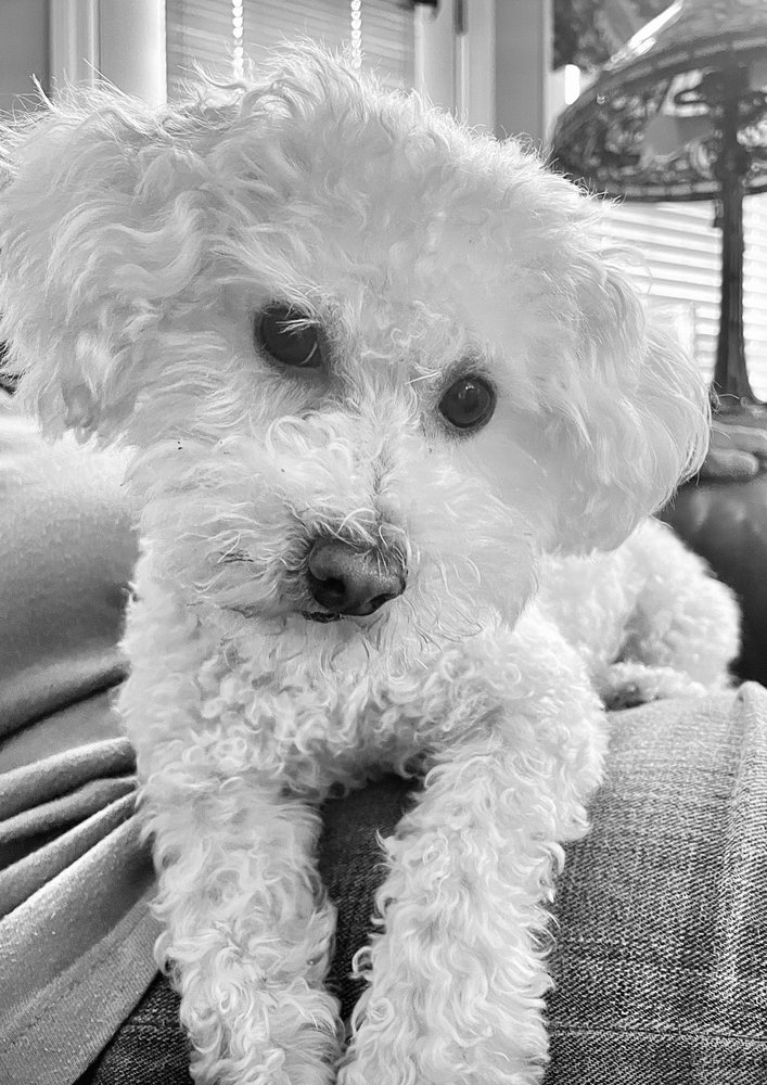 OFF THE LEASH DOG GROOMING Updated October 2024 24 Photos & 25