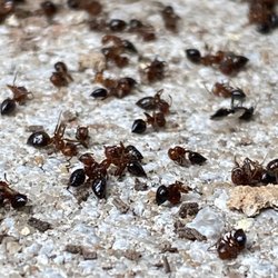 Environmental Pest Control - Acrobat Ants