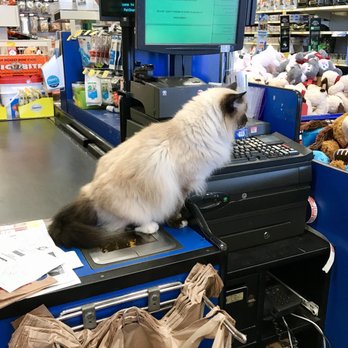 PetSmart - Looks like Coco Puff is ready to check out ... OR ... Is she trying to break into the cash register?! - Pet Stores Near Me - Miami, Florida PetSmart - Looks like Coco Puff is ready to check out ... OR ... Is she trying to break into the cash register?! - Pet Stores Near Me - Miami, Florida