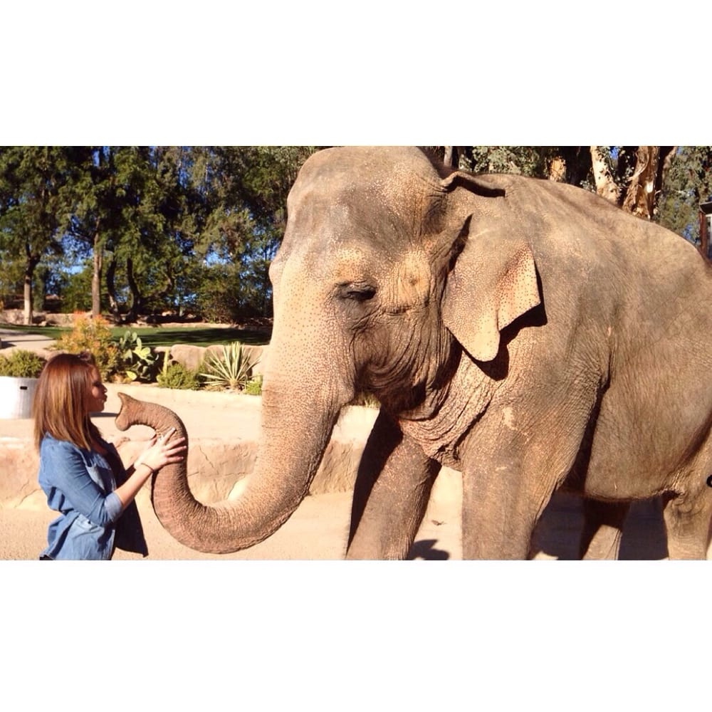 HAVE TRUNK WILL TRAVEL Updated May 2026 20 Reviews 27575