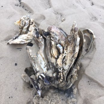 Harrison County Sand Beach - Huge oyster shell - Beaches Near Me - Pass Christian, Mississippi Harrison County Sand Beach - Huge oyster shell - Beaches Near Me - Pass Christian, Mississippi